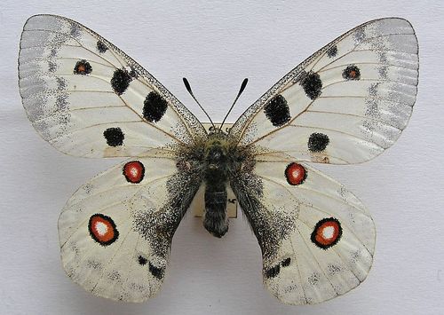 Parnassius strecsnoensis (extinct topotypus aberrant) (Internet Image property of respective owner, non-commercial use only)